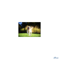 Chuckit Ultra Tug Hundelegetøjs Bold - Med Reb - Flere Størrelser