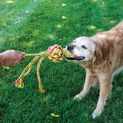 Kæledyrs Bloggen - hundelegetøj til aktivering og leg