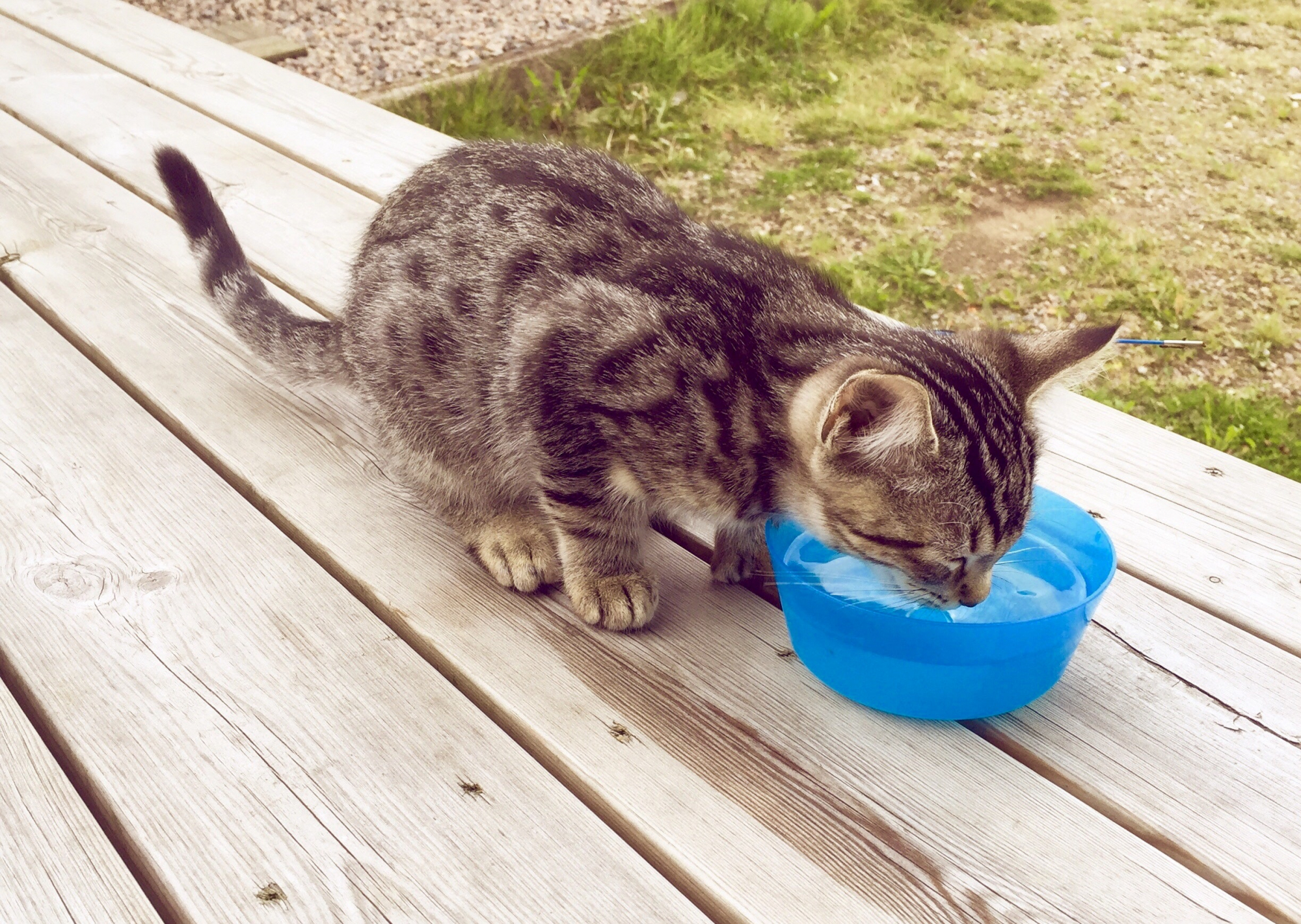 Hændelse ustabil Diskant Hvor meget vand skal en kat drikke? Find svaret her