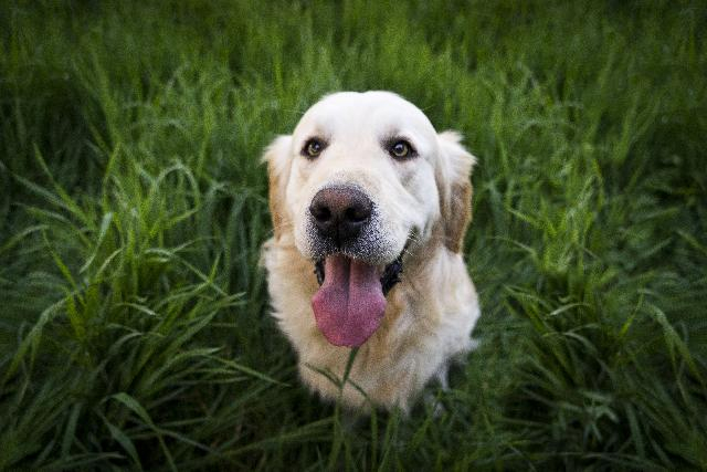 Hundefoder i høj kvalitet, der giver din hund den rette næring og velvære