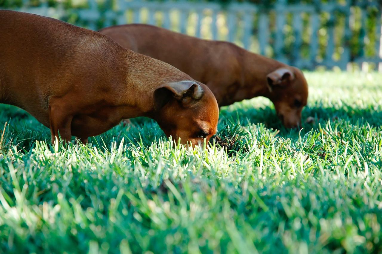 Hvorfor spiser hunde græs? - Få svaret her.