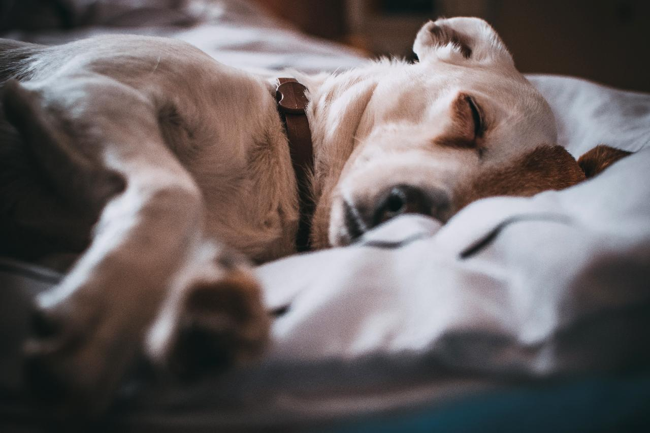Hvor meget sover en hund?