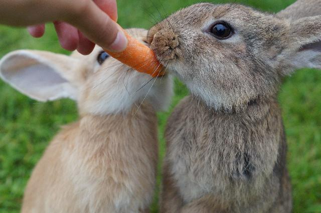 Neutralisering af kanin - Læs her hvorfor du bør Neutralisere din kanin(er).