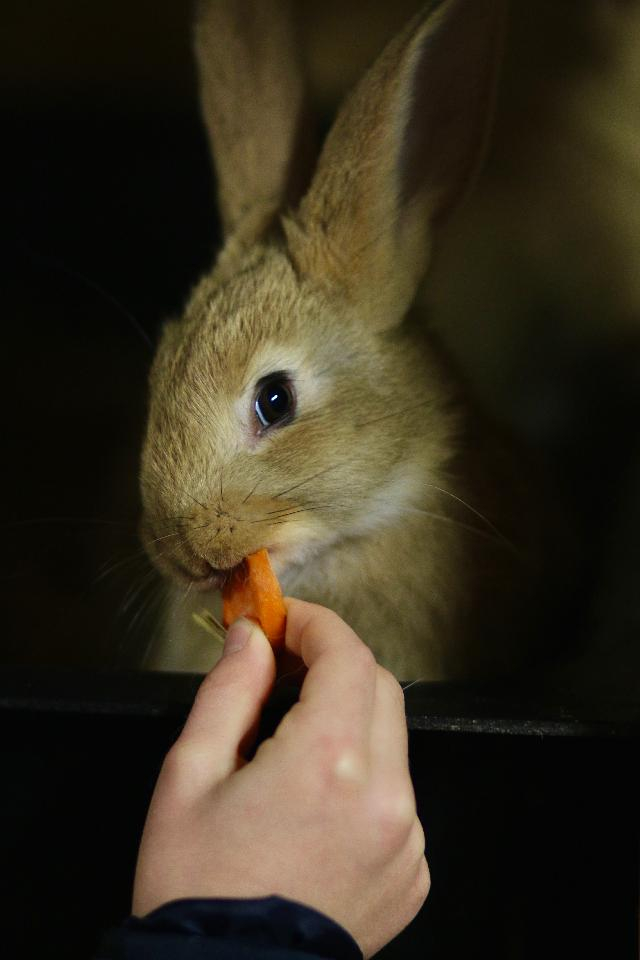Kaninens kostpyramide - Hvad spiser kaniner?