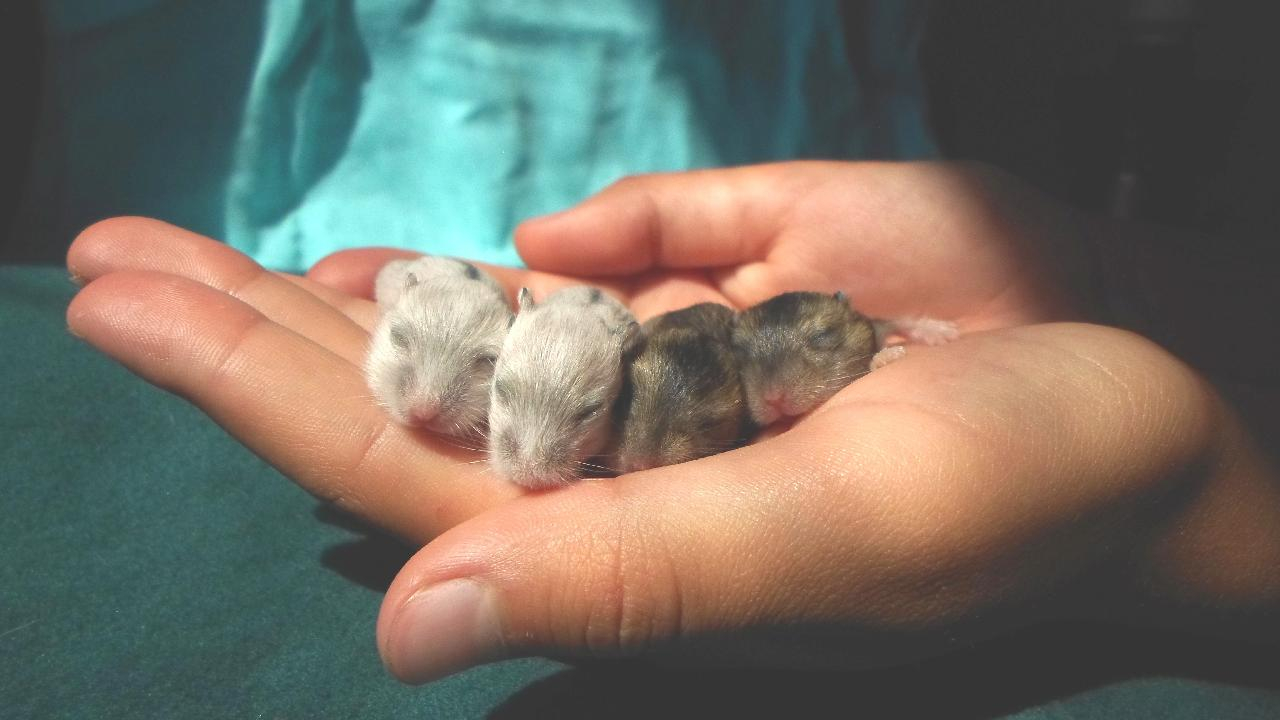 Det bør du vide om hamstere - Bliv klogere HER