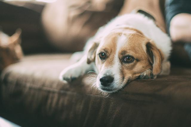 Forebyggelse og behandling af tilstoppede eller betændte analkirtler hos hunde