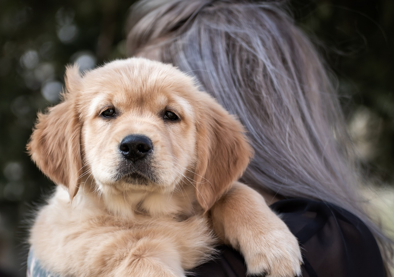 Hvad betyder en gul sløjfe på en hund?
