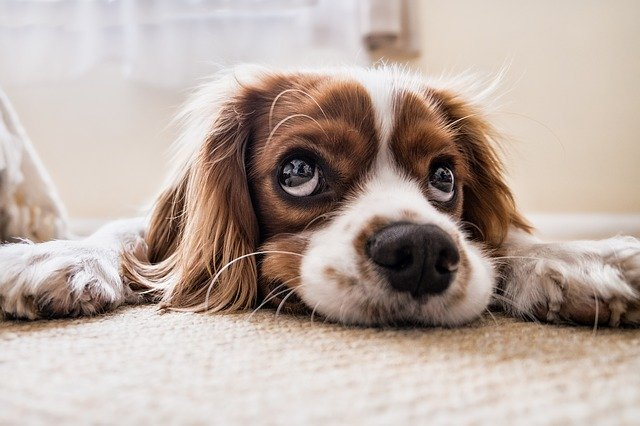 Hundeforsikring - Pas på din hund med den rette hundeforsikring
