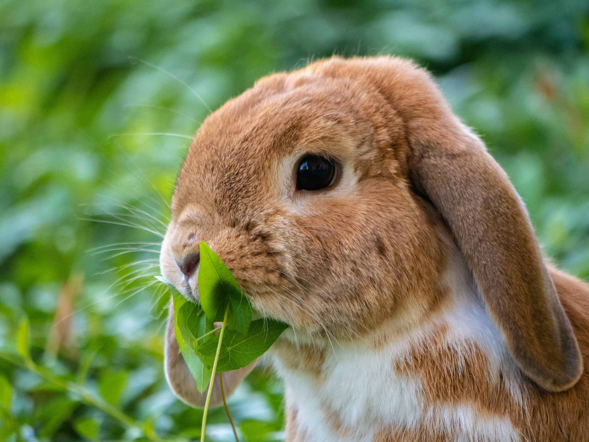 Pasning af kanin - Læs hvordan du passer din kanin - Pasningsvejledning til kanin