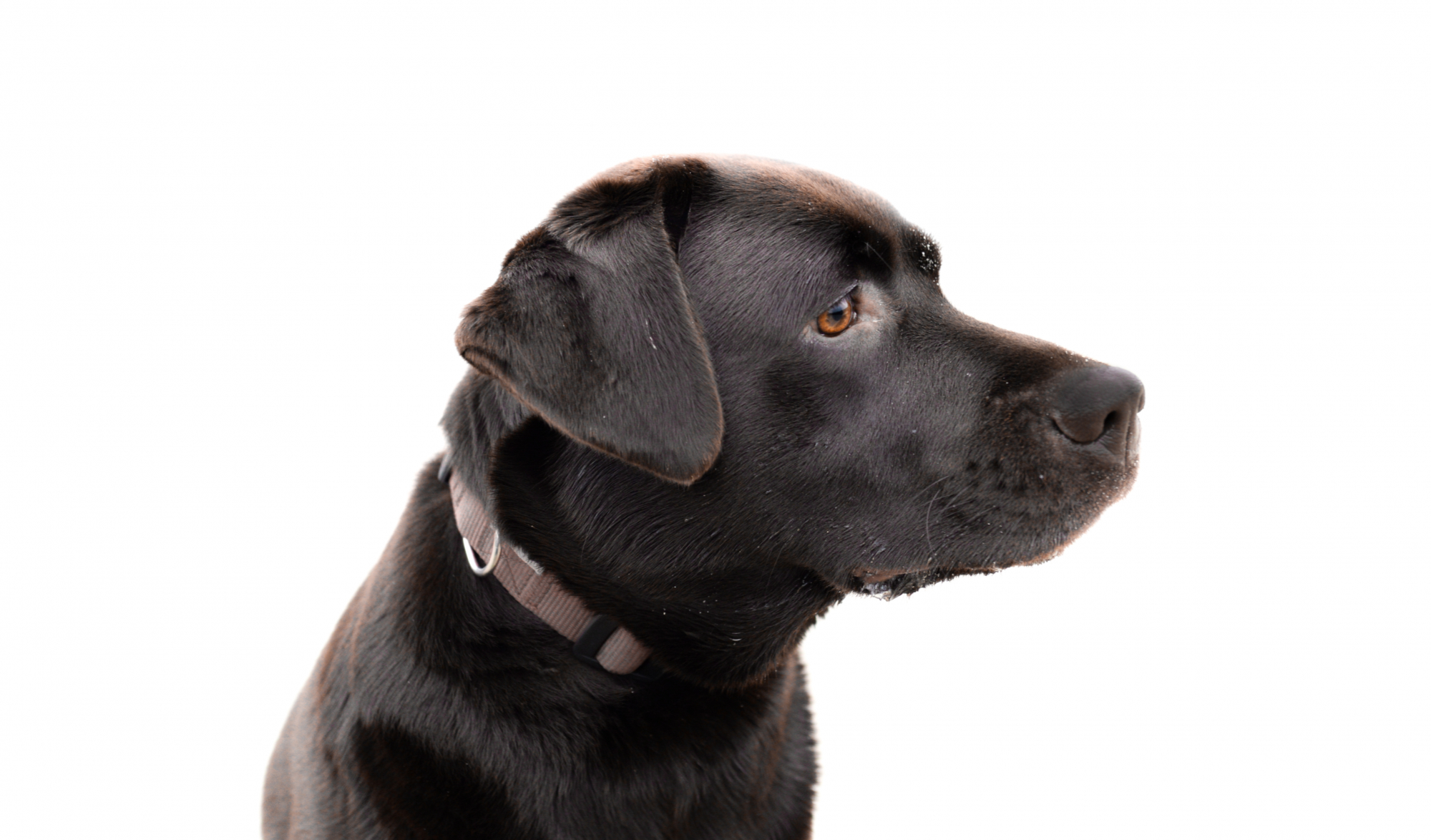 Raceportræt Labrador - Hunderacer - Bliv klogere på hunderacen labrador