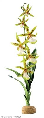 Se Exo Terra Spider Orkide Kunstig Plante - Medium - 45cm hos Dyreverdenen.dk