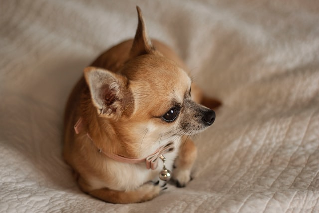 Chihuahuas er verdens mindste hunde