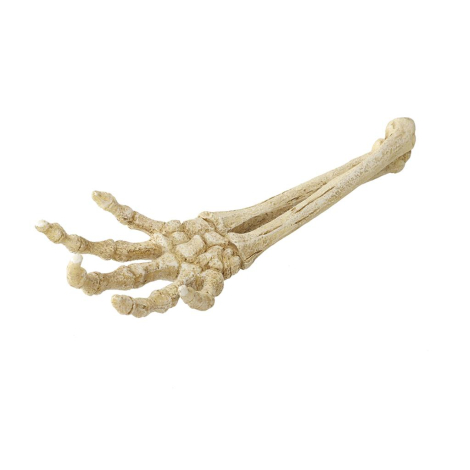 Aqua Della Akvariedekorations Skelet Hånd - 26,8x9,4x4,5cm