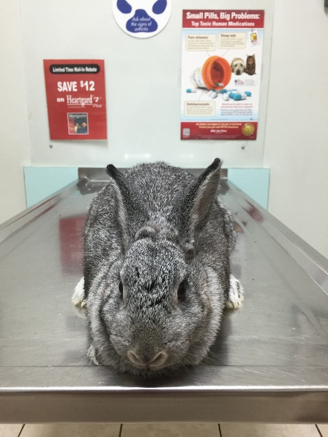 Sterilisation af kanin - Bliv klogere på at få lavet en Sterilisation af din kanin HER.