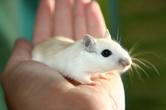 Hvor stor kan en hamster blive?, bliv klogere på vores blog om hamstere.