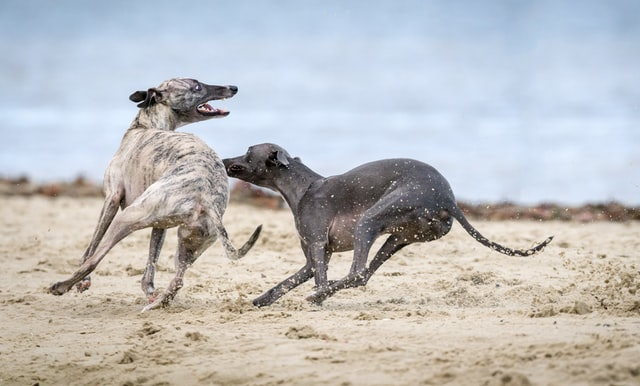 hvor hurtigt kan en hund løbe?