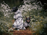 PAIKKA Recovery Hunde Vinterjakke - Camo - med 2 hunde