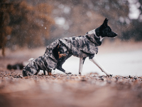 PAIKKA Recovery Hunde Vinterjakke - Camo - to hunde på tur