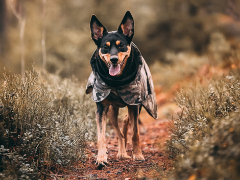 PAIKKA Recovery Hunde Vinterjakke - Camo - i skoven