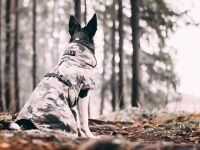 PAIKKA Recovery Hunde Vinterjakke - Camo - fokuseret hund