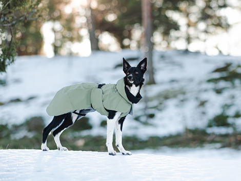 PAIKKA Recovery Hunde Vinterjakke - Grøn - i naturen