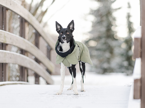 PAIKKA Recovery Hunde Vinterjakke - Grøn - på en bro