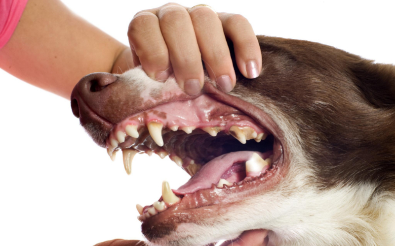 Hvor mange tænder har en hund?