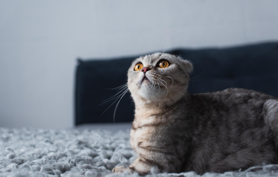Array af elektrode klarhed Hvorfor prutter katte? - Bliv klogere HER