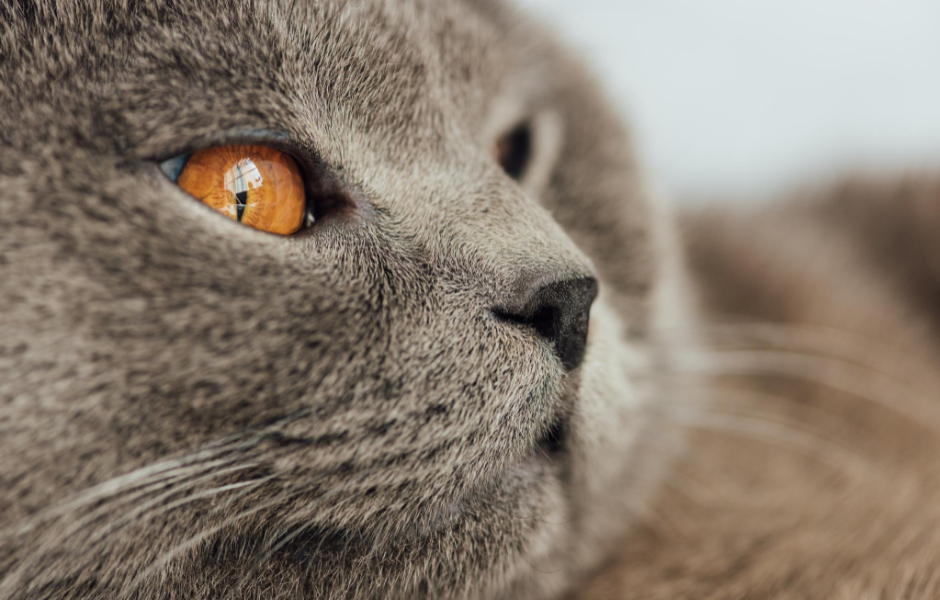 uvidenhed Algebra radium Fakta om katte - Bliv klogere på katten