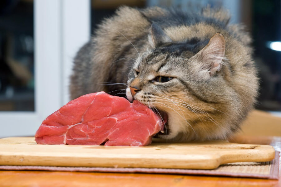 Hvad spiser katte? - Bliv klogere på svaret hos Dyreverdenen