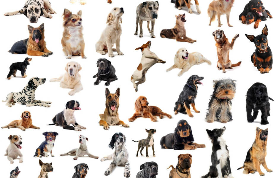 Hvad er Dansk Hunderegister? & hvem er bag Det Danske hunderegister?