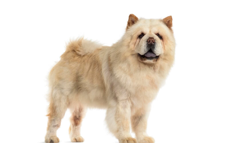 Chow chow – en kærlig og trofast hund - Lær om den dejlige race med blå tunge her.