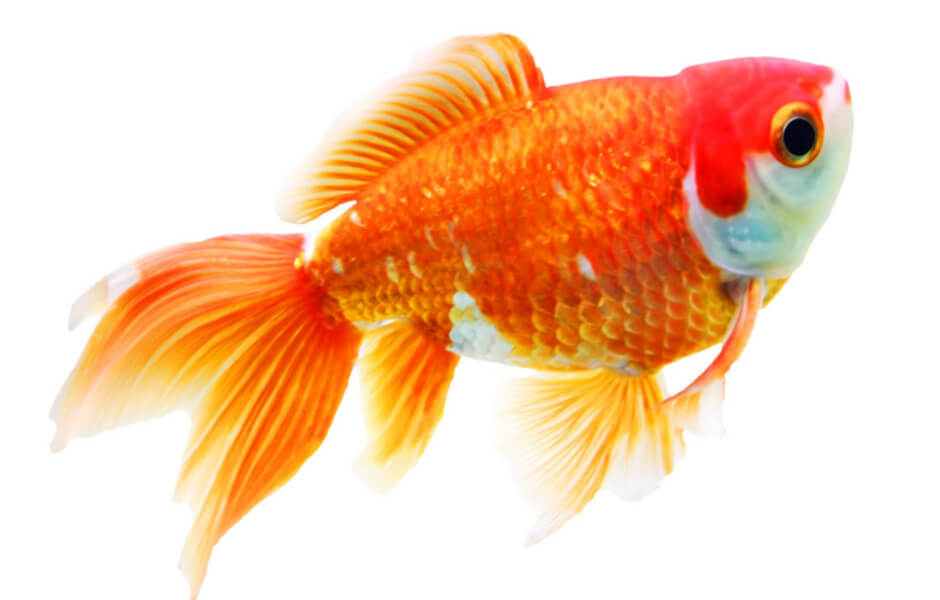 Guldfisk – Et fascinerende dyr - Bliv klogere på guldfisken