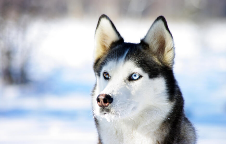 Hvad du bør vide om Siberian Husky, lær om denne skønne hunderace