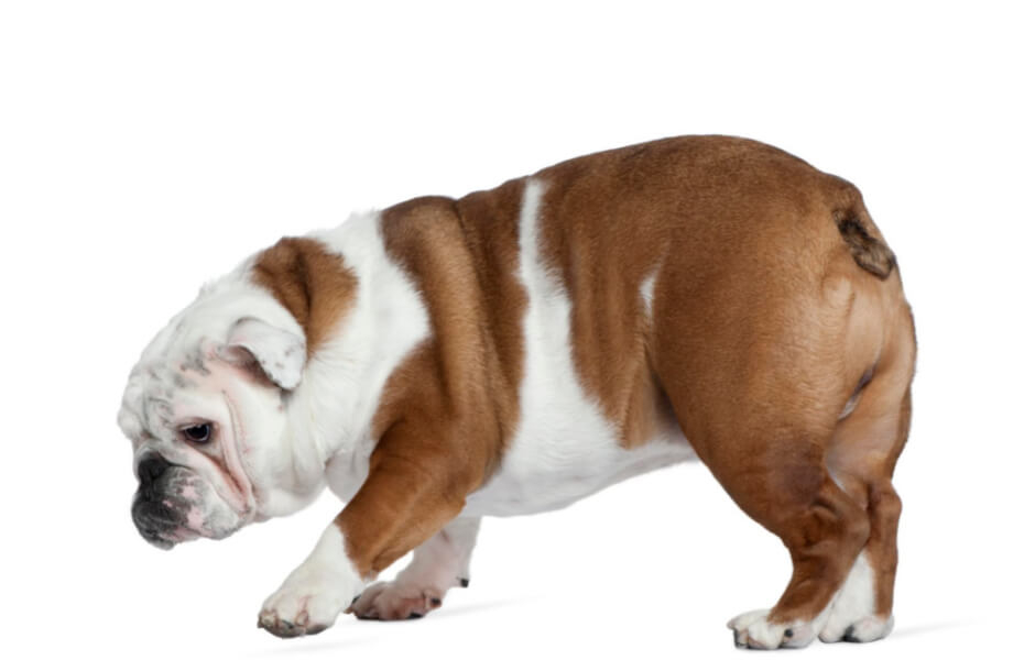Hvad du skal vide om engelske bulldogs - Lær denne skønne hunderace at kende!