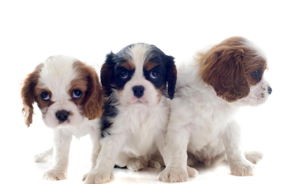 Cavalier king charles spaniel – Den perfekte familiehund