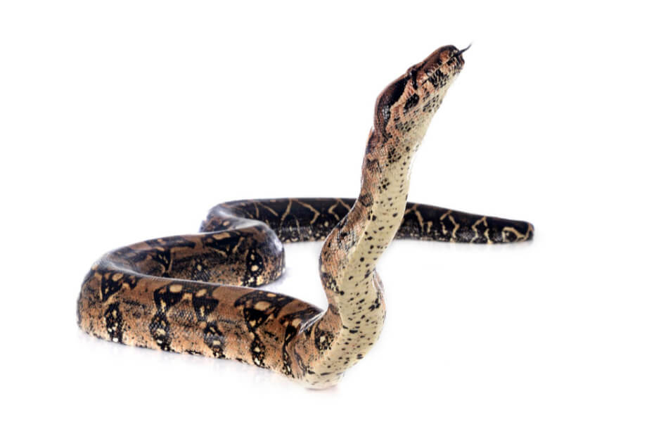 Slanger – Et fascinerende dyr - Lær mere om slanger her hos Dyreverdenen