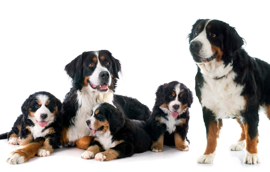 Berner Sennen – En racemæssig oversigt - Bliv klogere på denne skønne hunderace her hos Dyreverdenen