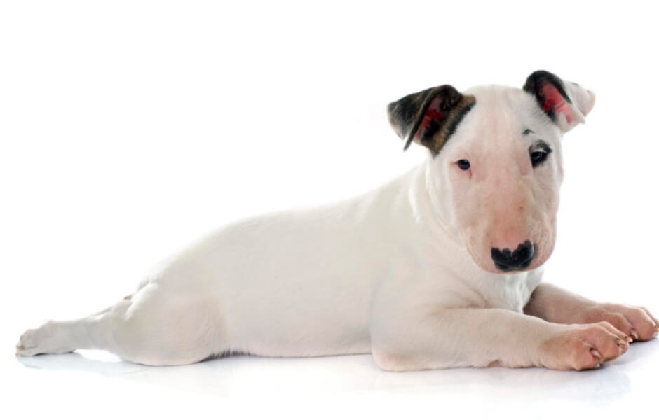 Bull Terrier – En kærlig og trofast hund - Lær om denne kærlige og trofaste hunderace her hos Dyreverdenen