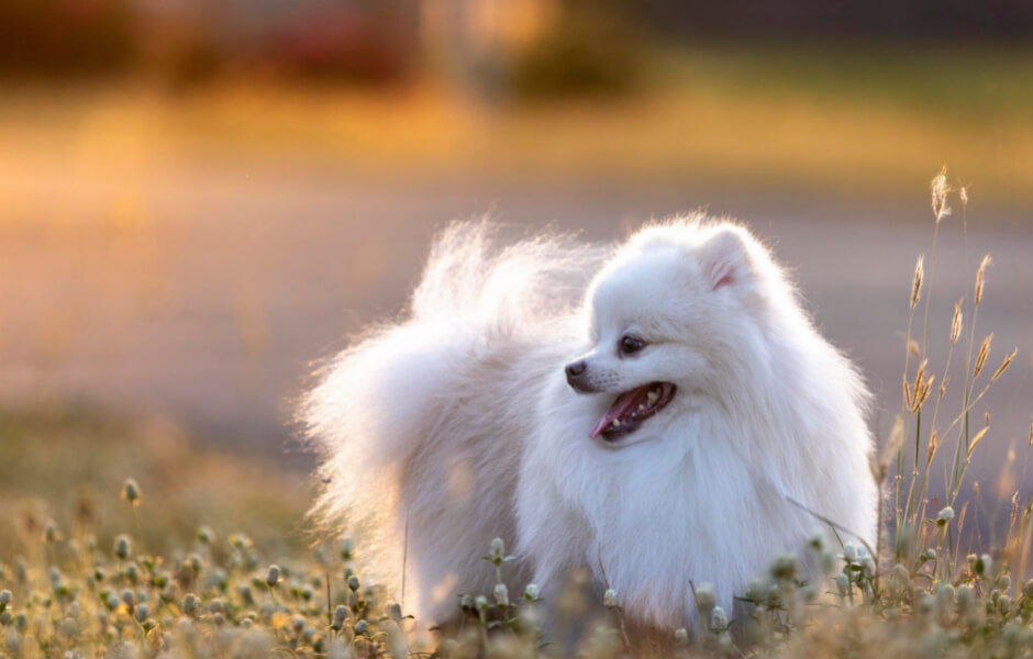 Japansk spids – En venlig og hengiven hund, som de fleste ville elske-