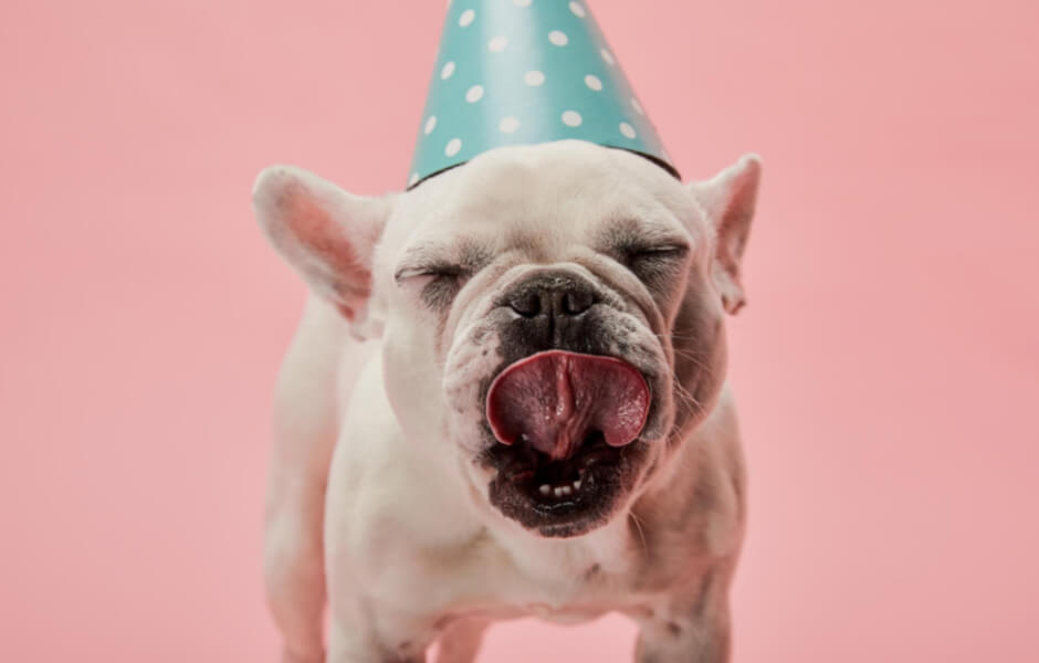 Hold den bedste fødselsdagsfest for din hund