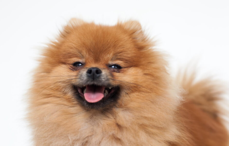 overskridelsen Tilsvarende Optimal Pomeranian – En lille hund med et stort hjerte