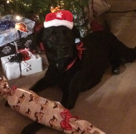 Hunde jule pakke kalender - Forkæl din vuf med de lækre gaver