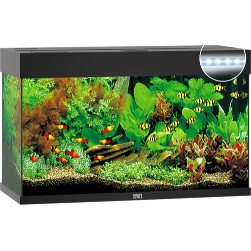 akvarium-5-tips-til-at-faa-det-bedste-ud-af-det-fit-2000x2000x100.webp