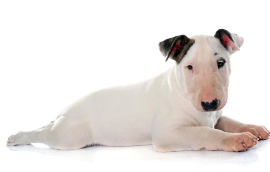 bull-terrier-en-kaerlig-og-trofast-hund-laer-om-denne-kaerlige-og-trofaste-hunderace-her-hos-dyreverdenen-fit-2000x2000x100.webp