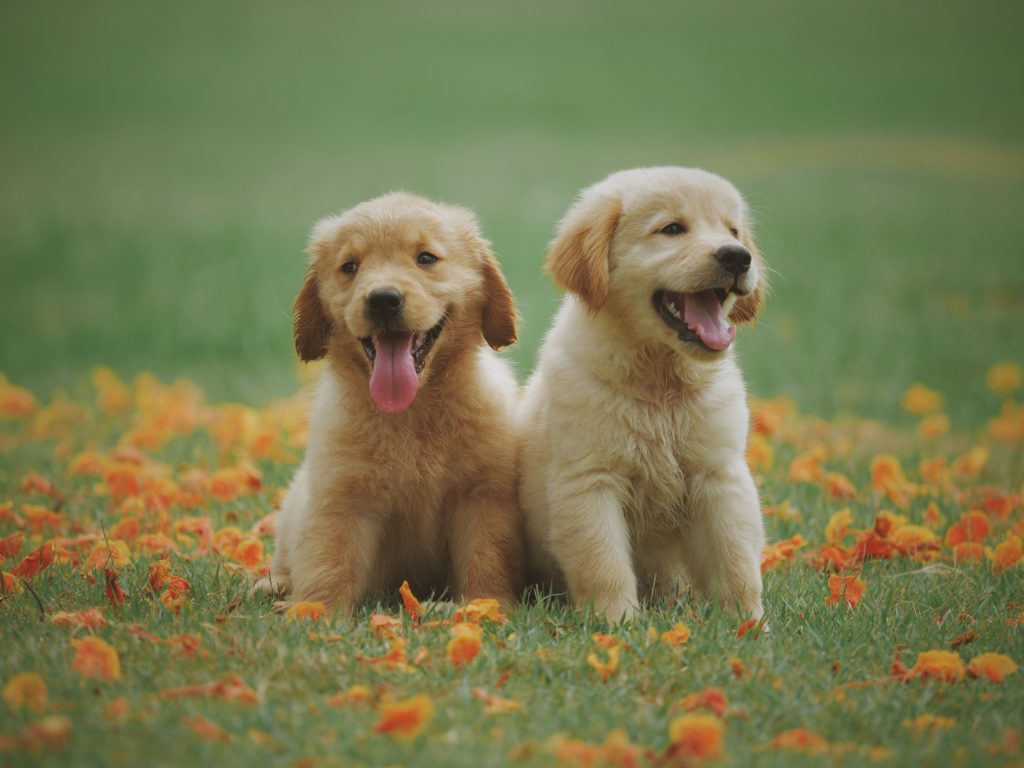 de-5-mest-solgte-hunde-paa-dyreportaldk-2022-fit-2000x2000x100.webp