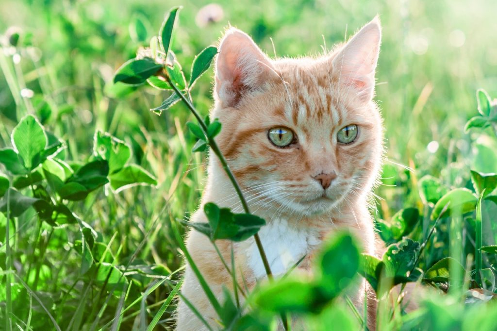 dette-besoeger-din-kat-oftes-dyrlaegen-med-en-top-5-liste-paa-inde-og-udekatte-med-aarsag-til-dyrlaege-besoeg-fit-2000x2000x100.webp