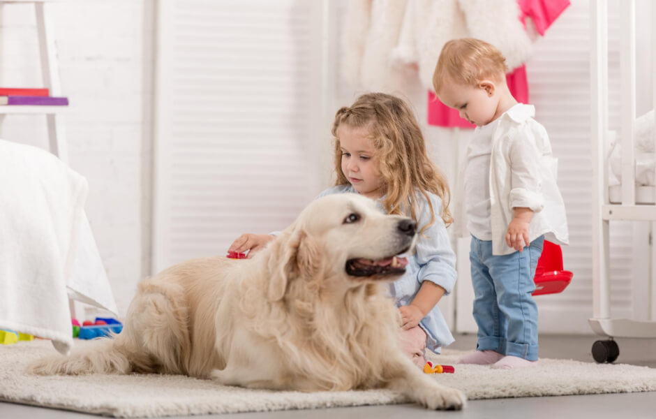 golden-retrievere-et-kig-ind-i-racen-fit-2000x2000x100.webp
