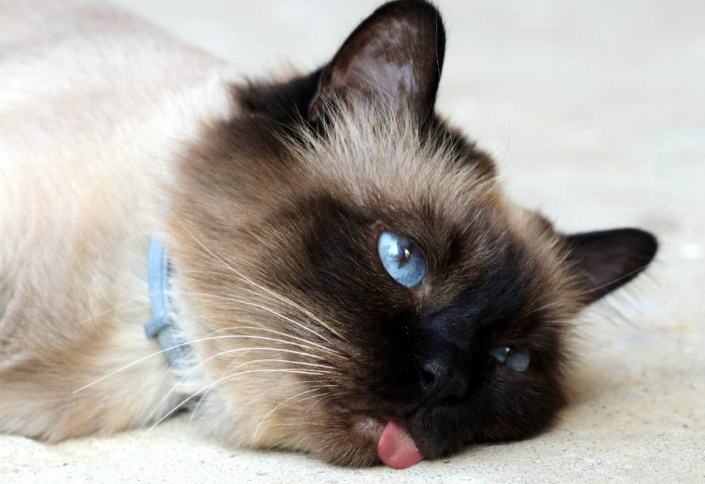 Hvor gammel bliver en kat?