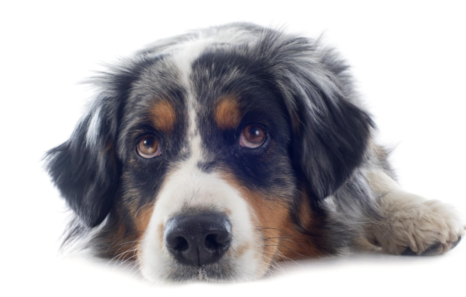 Hvor længe kan en hund være alene?